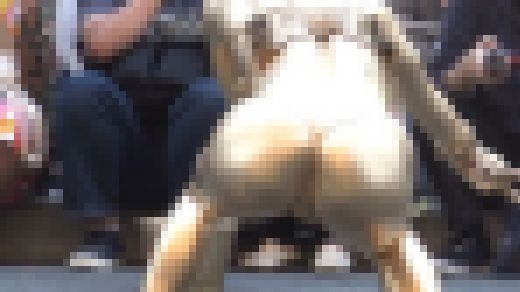 【フルHD動画】金の舞踏③　27分+おまけ　サンプル画像1