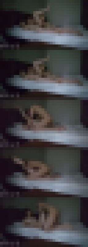 【盗◯風動画】Fカップ逆生挿入　マニアに刺さって欲しい動画【サンプルご確認ください】　サンプル画像3