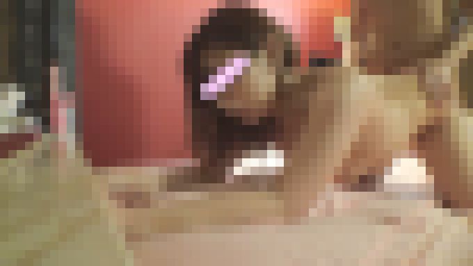 初回限定特価中【個人撮影】激情ラテン系ハーフ美女が初めての玩具で昇天しまくり完全K.O！世界級な名器マンコに本気の種付け頂上決戦！　サンプル画像9