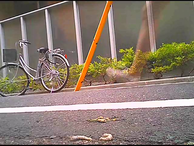 【復刻版】女子大生のサンダルやスニーカーがイモムシを踏み潰す!　サンプル画像04