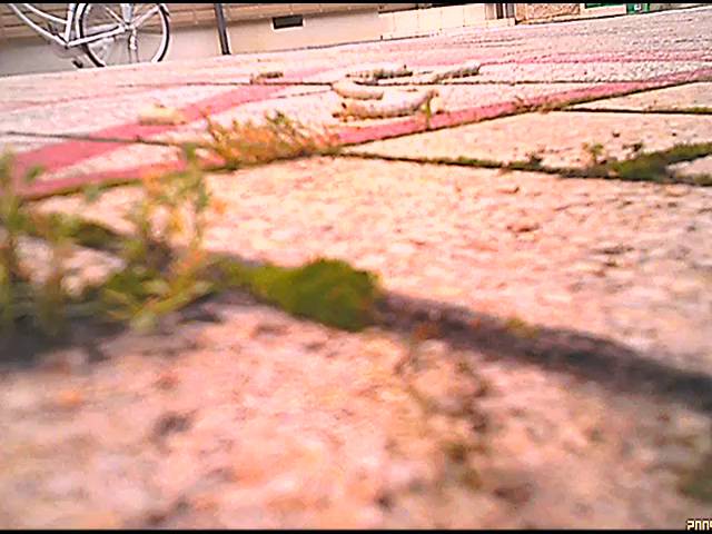 【復刻版】女子大生のサンダルやスニーカーがイモムシを踏み潰す!　サンプル画像10