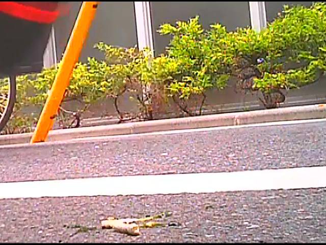 【復刻版】女子大生のサンダルやスニーカーがイモムシを踏み潰す!　サンプル画像11