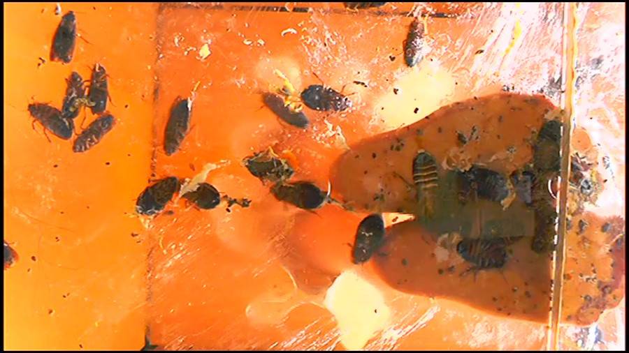 帰ってきた瀬川みおり様が巨大ゴキブリの大群を生ストッキングで踏みにじる !「スーパー・ワイド映像」で!!-前編-　サンプル画像01