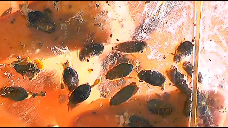 帰ってきた瀬川みおり様が巨大ゴキブリの大群を生ストッキングで踏みにじる !「スーパー・ワイド映像」で!!-前編-　サンプル画像02