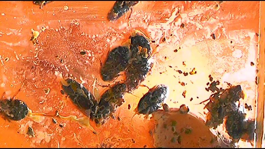 帰ってきた瀬川みおり様が巨大ゴキブリの大群を生ストッキングで踏みにじる !「スーパー・ワイド映像」で!!-前編-　サンプル画像03