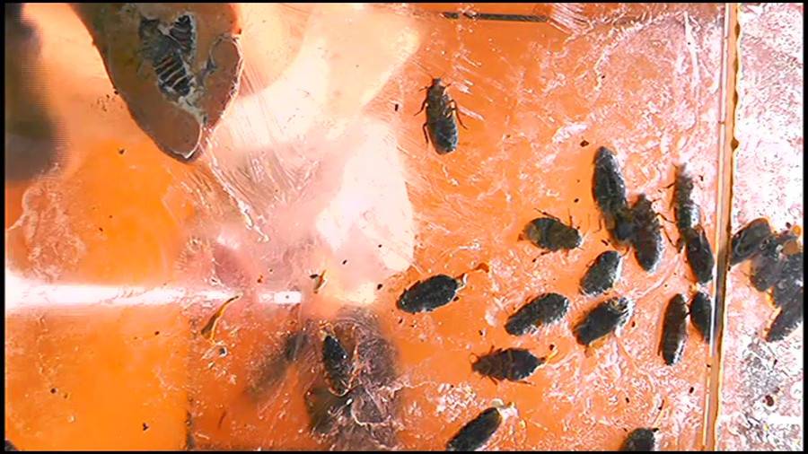 帰ってきた瀬川みおり様が巨大ゴキブリの大群を生ストッキングで踏みにじる !「スーパー・ワイド映像」で!!-前編-　サンプル画像04
