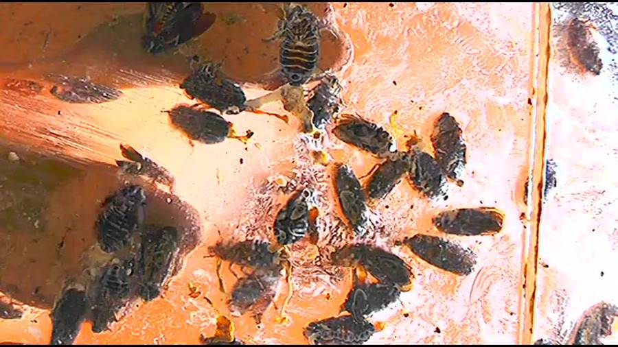 帰ってきた瀬川みおり様が巨大ゴキブリの大群を生ストッキングで踏みにじる !「スーパー・ワイド映像」で!!-前編-　サンプル画像06
