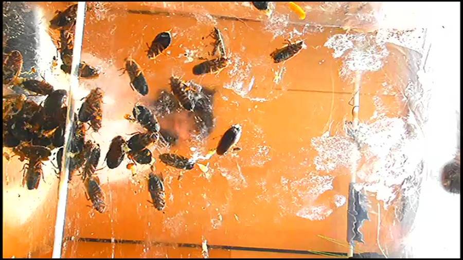 帰ってきた瀬川みおり様が巨大ゴキブリの大群を生ストッキングで踏みにじる !「スーパー・ワイド映像」で!!-前編-　サンプル画像07