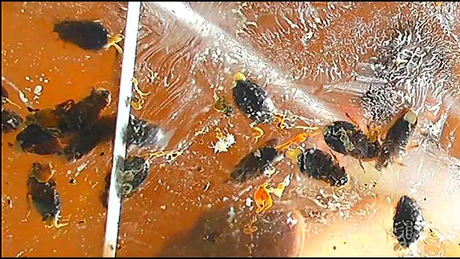 帰ってきた瀬川みおり様が巨大ゴキブリの大群を生ストッキングで踏みにじる !「スーパー・ワイド映像」で!!-前編-　サンプル画像08