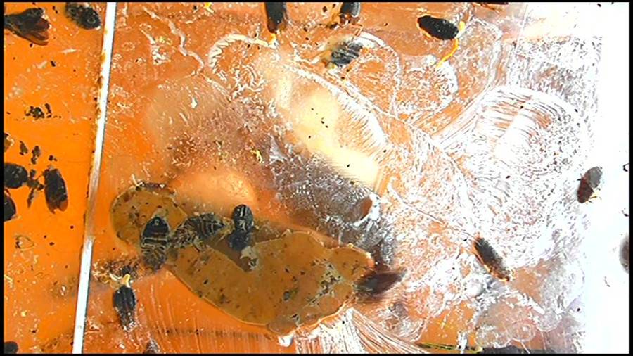 帰ってきた瀬川みおり様が巨大ゴキブリの大群を生ストッキングで踏みにじる !「スーパー・ワイド映像」で!!-前編-　サンプル画像09