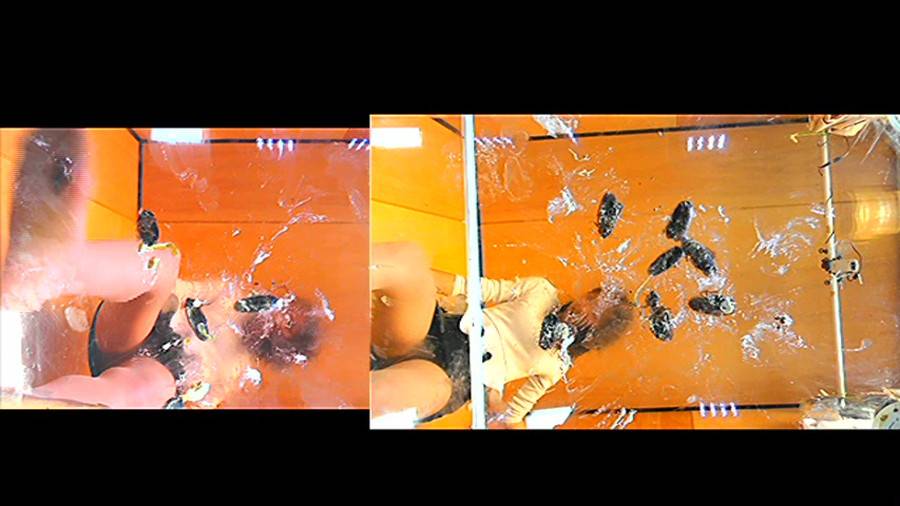 黒髪女性が生ストッキングで巨大ゴキブリを踏み潰す!!-前編-　サンプル画像03