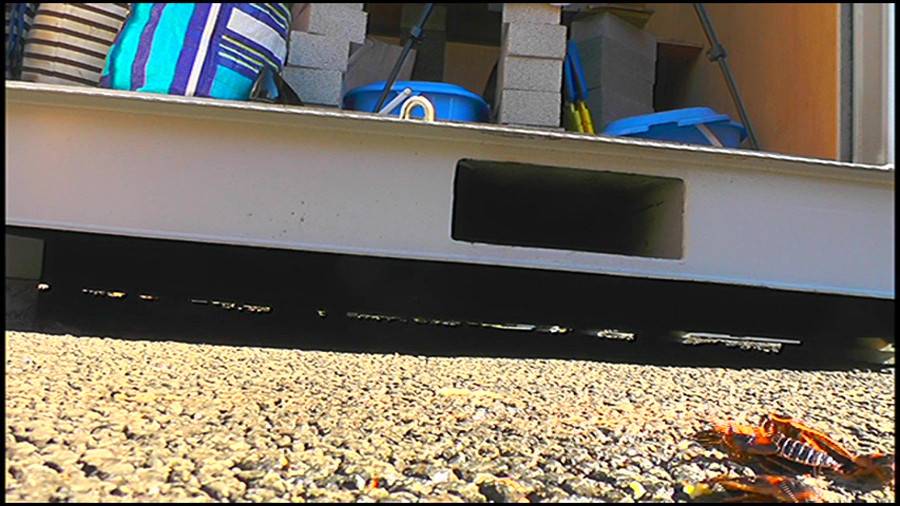 25cmパンプスの瑠伊様が巨大ゴキブリの大群をグチャグチャと踏み潰す!!-後編-　サンプル画像11