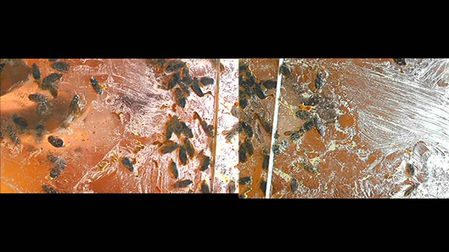 瀬川みおり様が生ストッキングで巨大ゴキブリを「ネチョネチョ」と踏み潰す!①　サンプル画像12