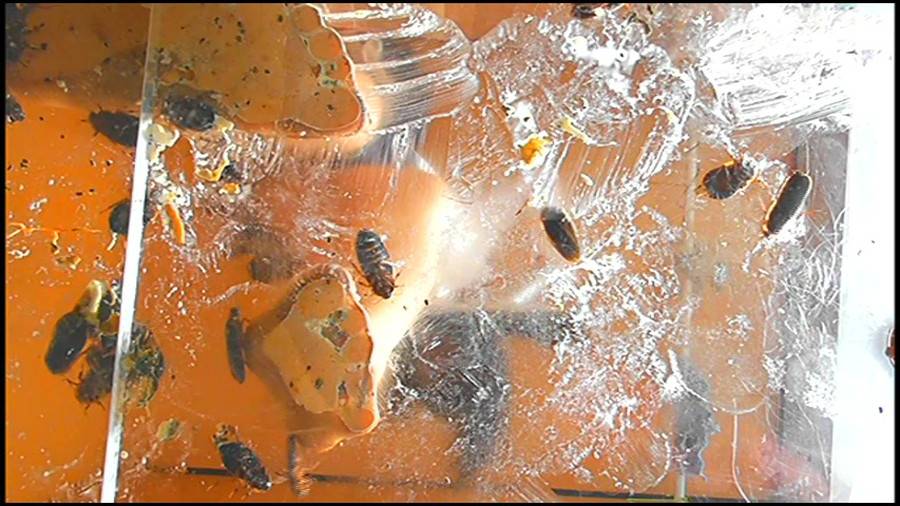 瀬川みおり様が生ストッキングで巨大ゴキブリを「ネチョネチョ」と踏み潰す!②　サンプル画像01