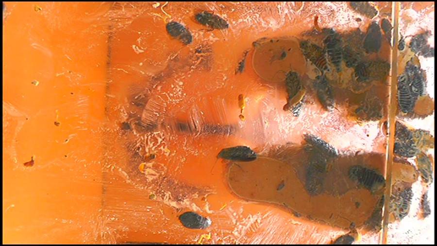 瀬川みおり様が生ストッキングで巨大ゴキブリを「ネチョネチョ」と踏み潰す!②　サンプル画像08