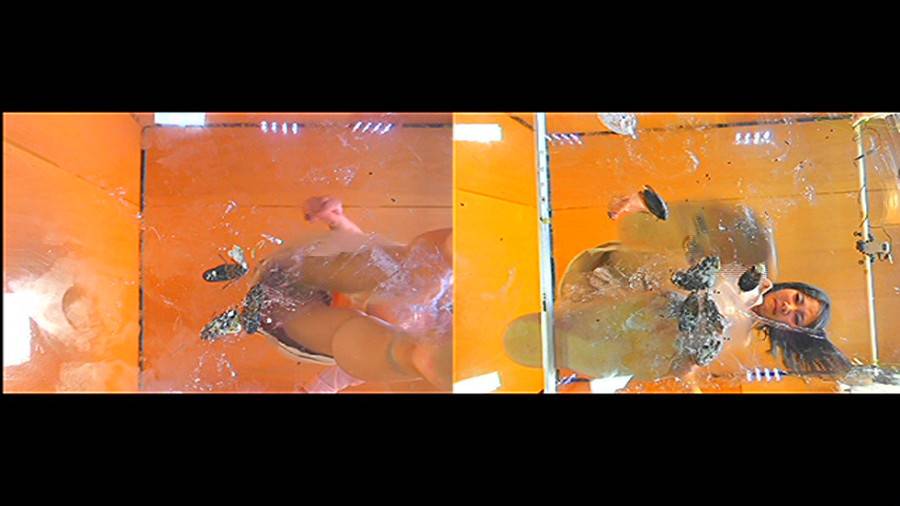 黒髪女性が巨大ゴキブリを一匹ずつ全体重をかけグリグリと生ストッキングで踏む!-前編-　サンプル画像04