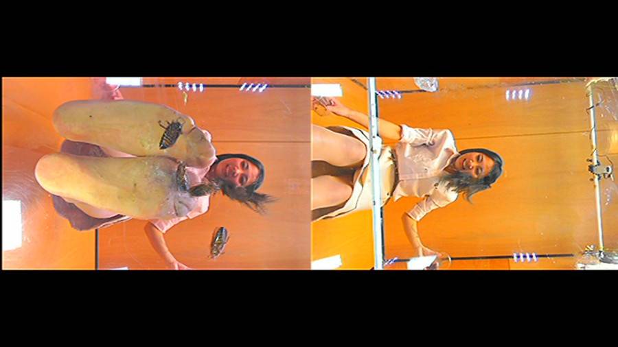 黒髪女性が巨大ゴキブリを一匹ずつ全体重をかけグリグリと生ストッキングで踏む!-前編-　サンプル画像05