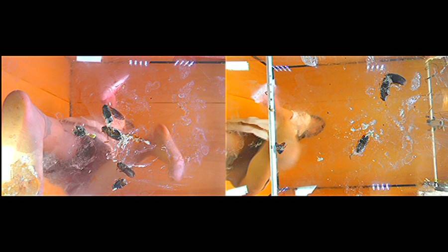 黒髪女性が巨大ゴキブリを一匹ずつ全体重をかけグリグリと生ストッキングで踏む!-前編-　サンプル画像07